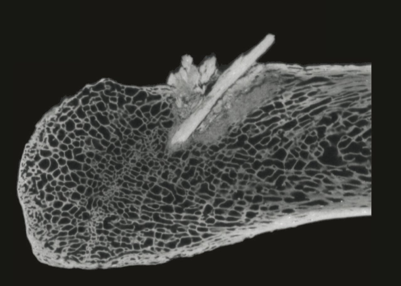 Výskumníci identifikovali najstarší bod kostnej oštepy v Amerike 4