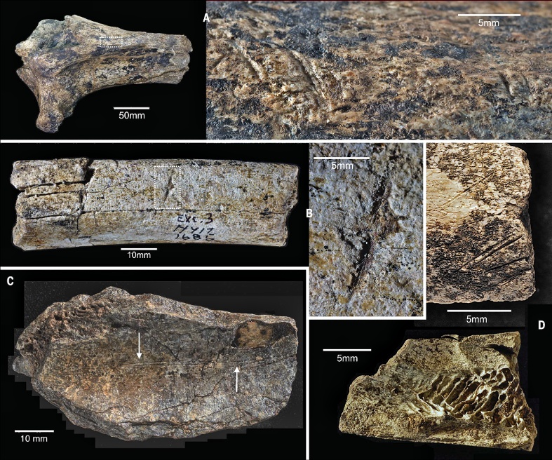 Laut Studie wurden die ältesten jemals gefundenen Steinwerkzeuge nicht von Menschenhand hergestellt 3