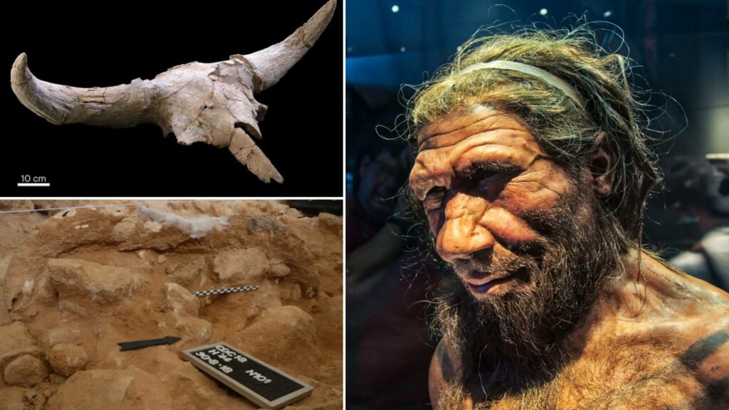 Nechali si neandertálci poľovnícke trofeje? 8