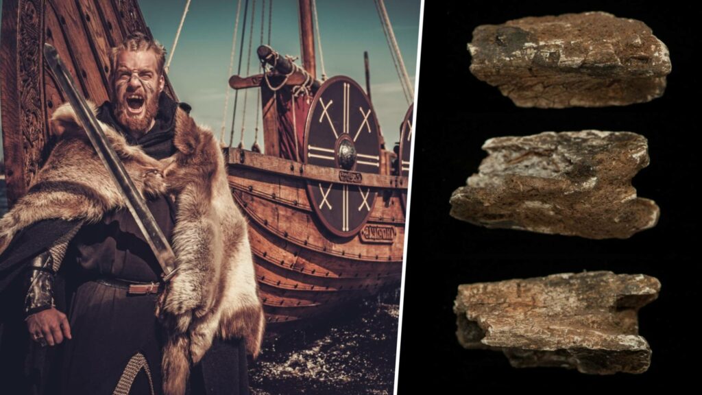 First solid scientific evidence that Vikings brought animals to Britain 2