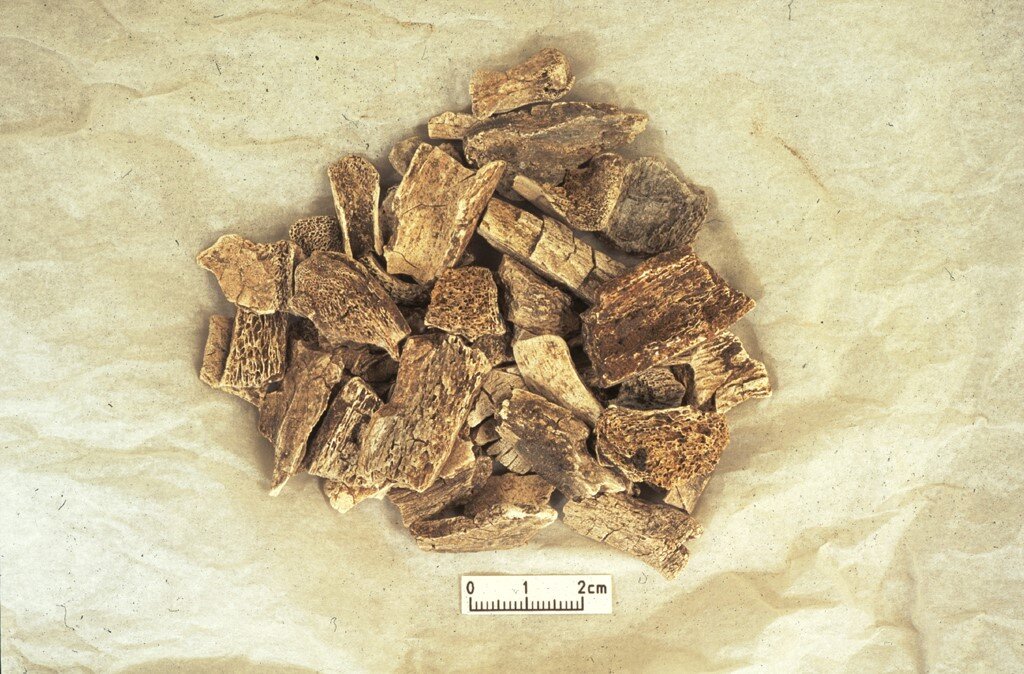 Кремирани животински и човечки коски од гробиштата на Викинзите Хит Вуд.