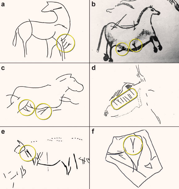 Примеры знака «Y» в последовательностях, связанных с изображениями животных. Изображение предоставлено: Bacon et al., doi: 10.1017/S0959774322000415.