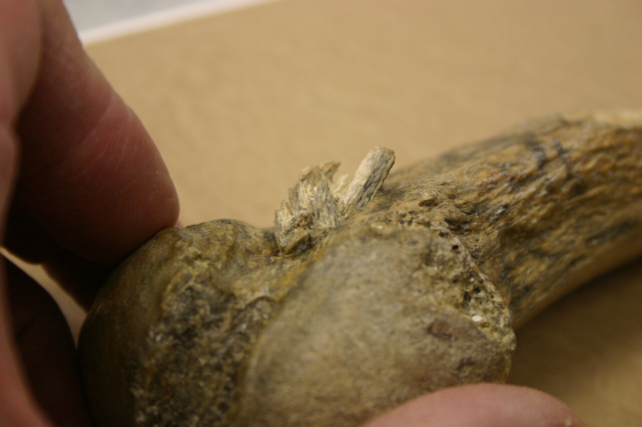 Výskumníci identifikovali najstarší bod kostnej oštepy v Amerike 3