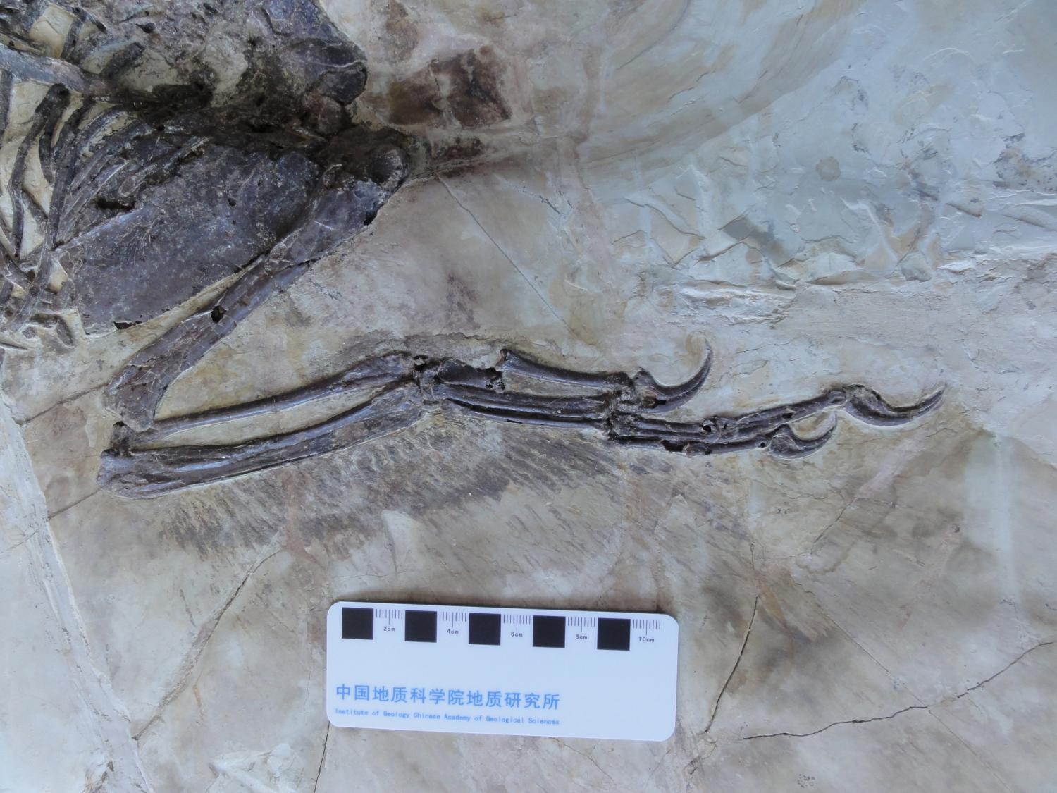 Wetenschappers hebben zojuist het gevederde Chinese neefje van velociraptor 1 gevonden
