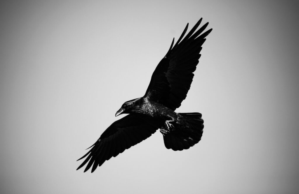 Sanjati vranu – što to znači? Vodič kroz duhovni simbolizam 3