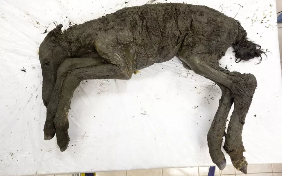 Înghețată în gheață de milenii, această mumie siberiană este cel mai bine conservat cal antic găsit vreodată.