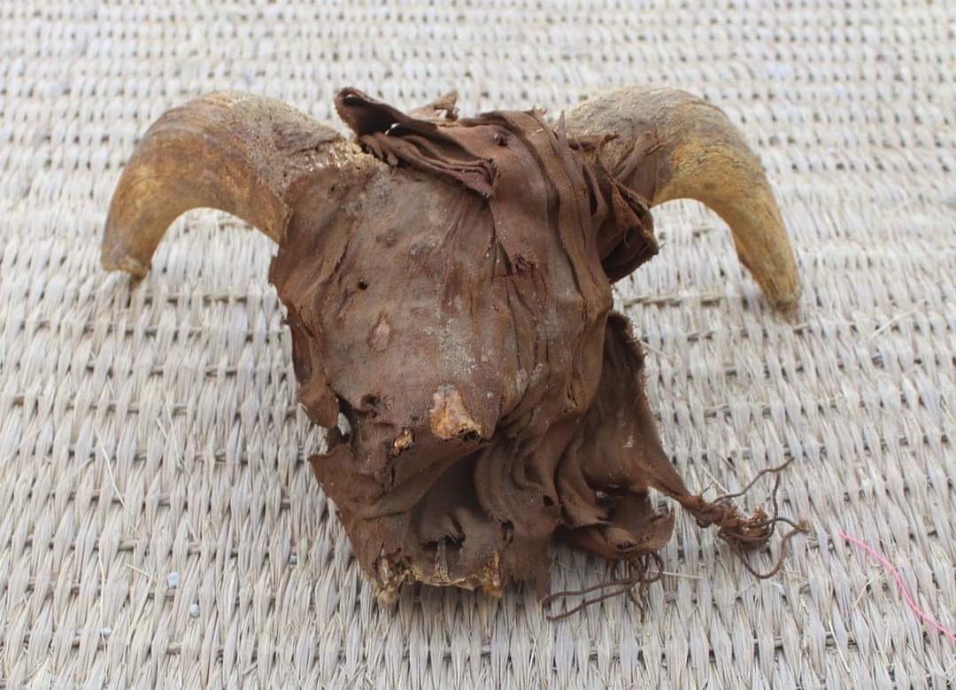 Uma das cabeças de carneiro mumificadas descobertas durante o trabalho de escavação.