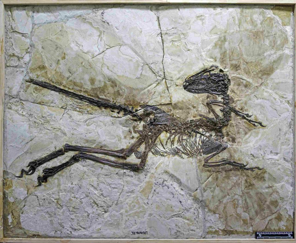 Naukowcy właśnie znaleźli pierzastego chińskiego kuzyna velociraptora 1