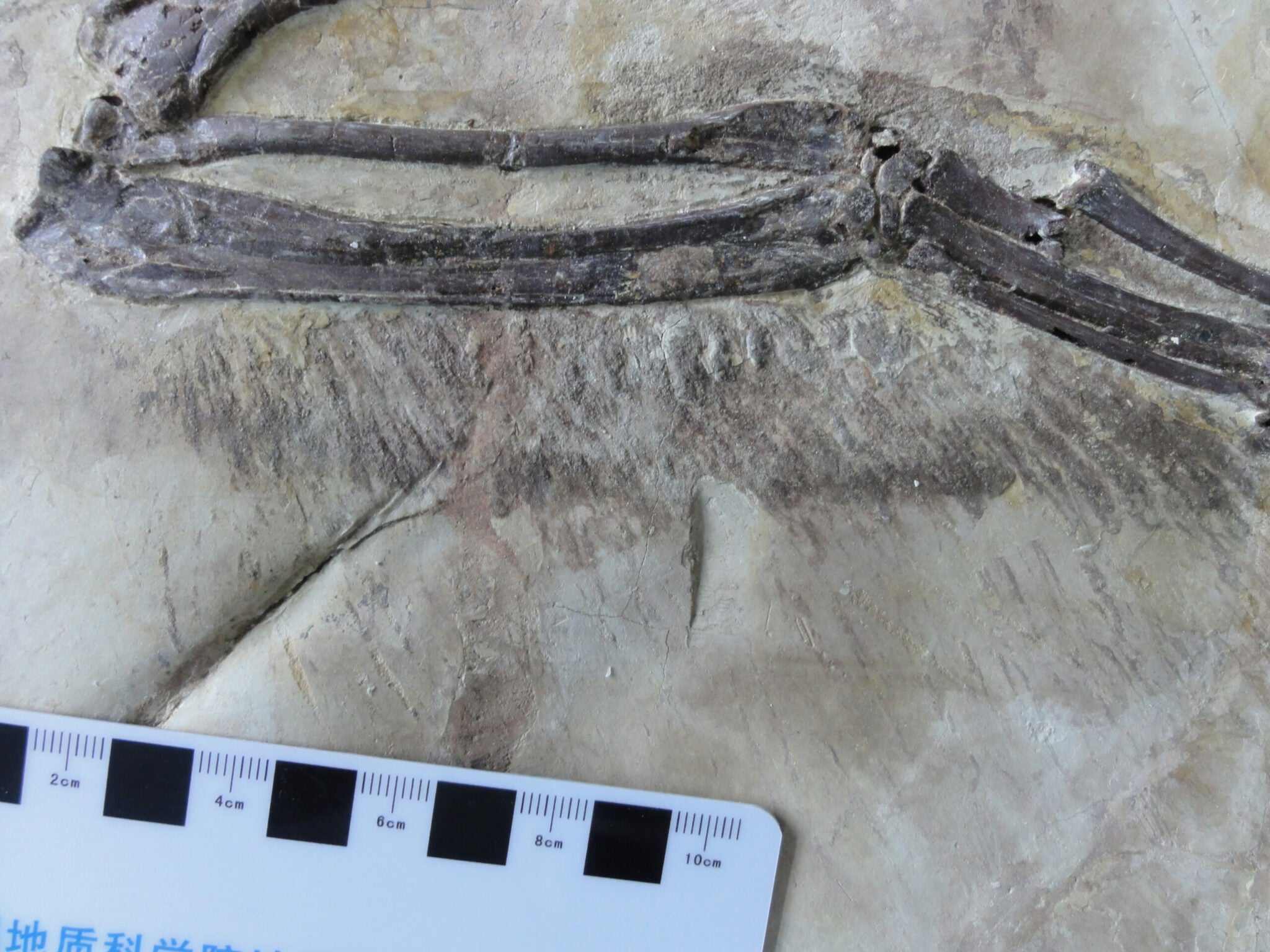 Wetenschappers hebben zojuist het gevederde Chinese neefje van velociraptor 3 gevonden