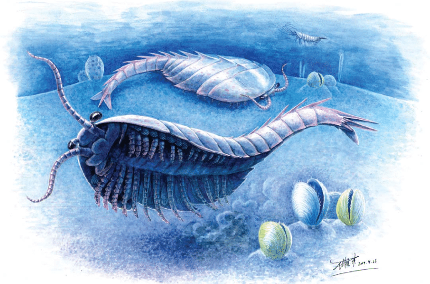 Une créature marine vieille de 500 millions d'années avec des membres sous la tête a été déterrée 2