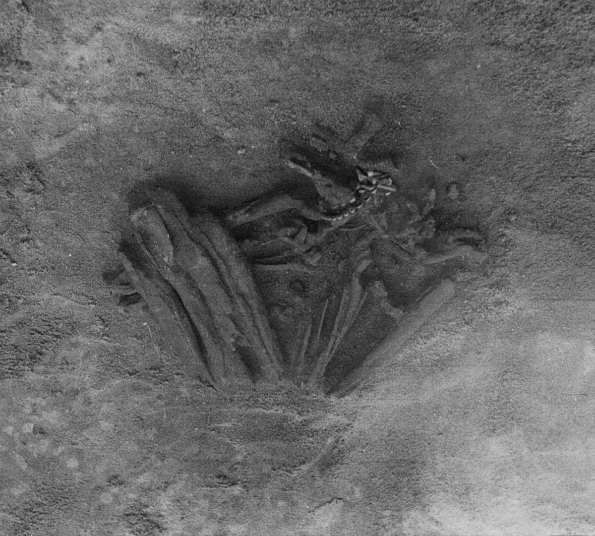 Les archéologues pensent maintenant que les squelettes humains portugais vieux de 8,000 2 ans sont les plus anciennes momies du monde XNUMX