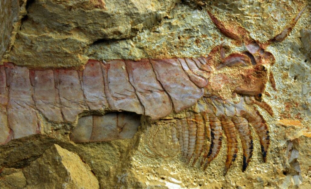 500 millioner år gammelt havdyr med lemmer under hovedet gravet 4