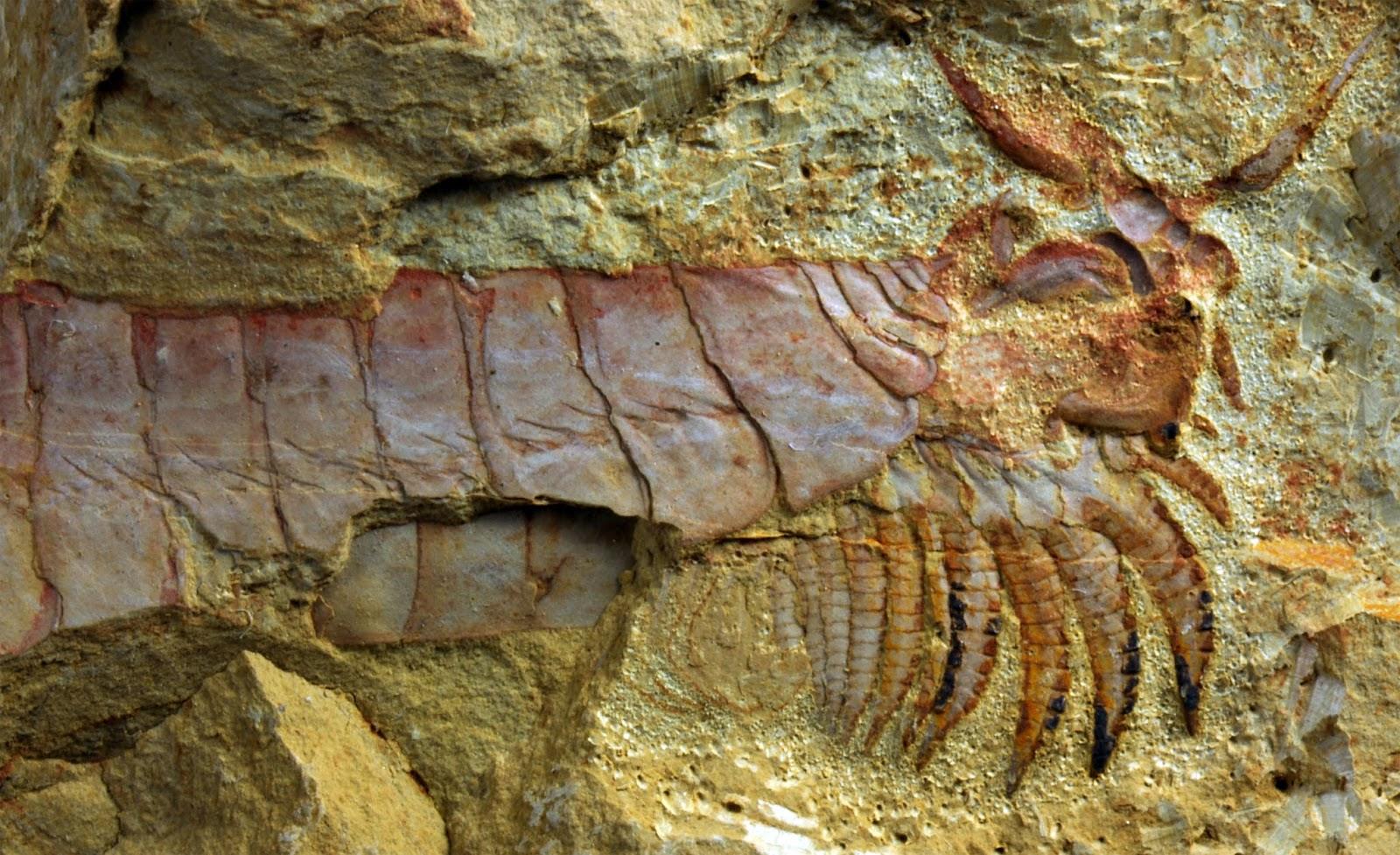 500 miljoen jaar oud zeedier met ledematen onder zijn kop opgegraven 1