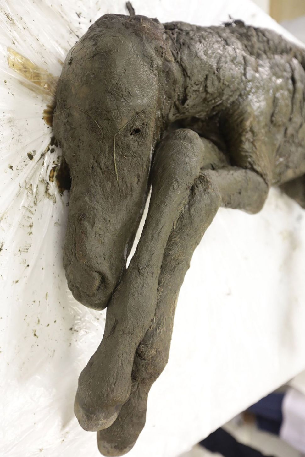 Kulit, rambut, dan jaringan lunak anak kuda purba tetap utuh selama lebih dari 30,000 tahun.