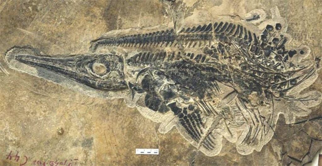 Een fossiel van het mariene reptiel met het dolfijnlichaam, bekend als een ichthyosauriër, ontdekt als onderdeel van een gigantische cache van bijna 20,000 fossielen in China.