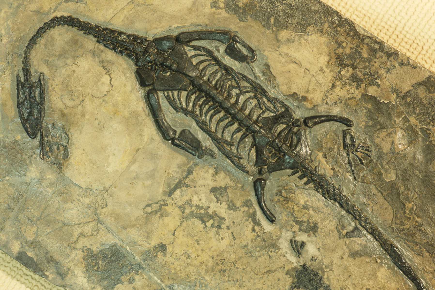 fossile de thalattosaure