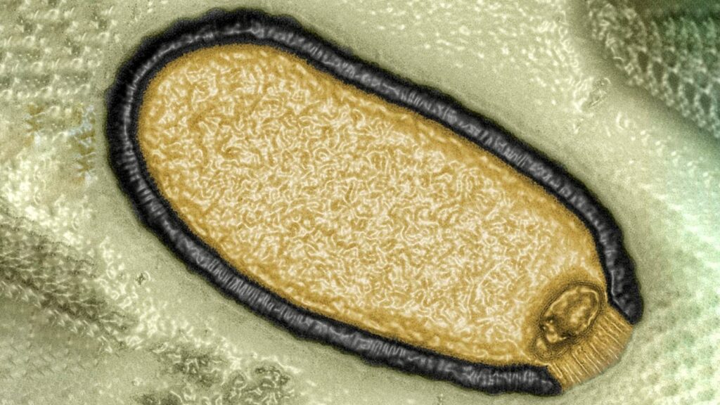 વૈજ્ઞાનિકોએ 'ઝોમ્બી' વાયરસને પુનર્જીવિત કર્યો છે જેણે પરમાફ્રોસ્ટ 48,500 માં 6 વર્ષ થીજી ગયા હતા.