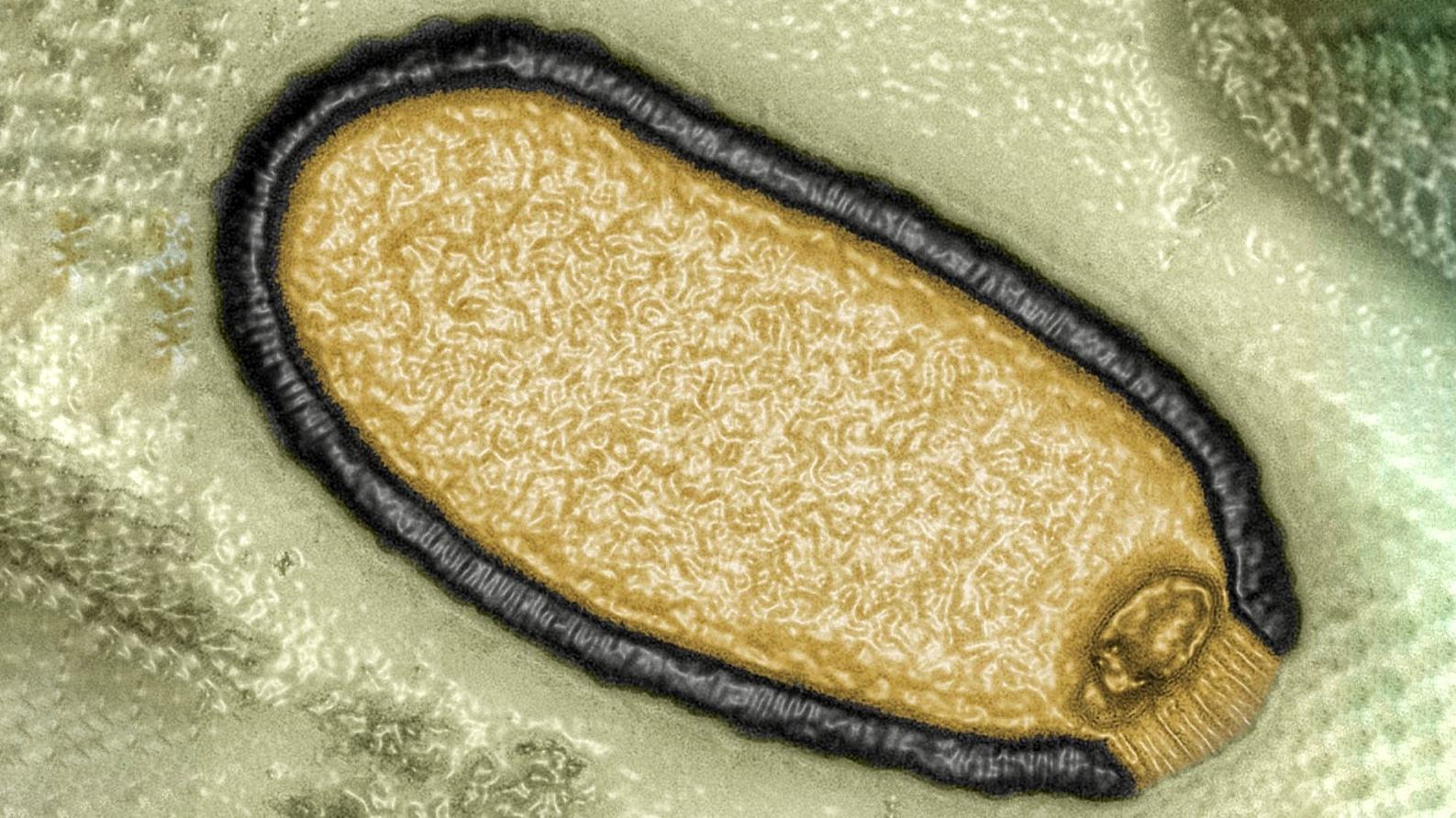 Des scientifiques ont ressuscité un virus «zombie» qui a passé 48,500 2 ans gelé dans le pergélisol XNUMX