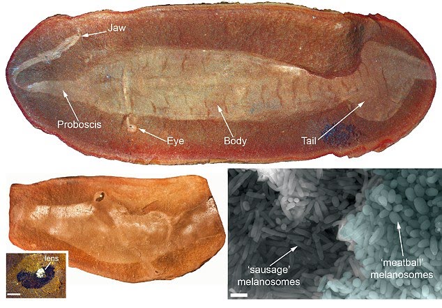 டல்லி மான்ஸ்டர் - நீல 3 இல் இருந்து ஒரு மர்மமான வரலாற்றுக்கு முந்தைய உயிரினம்