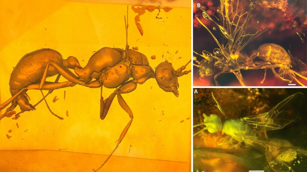 Научниците открија нови изумрени видови мравки обвиткани во килибар 4