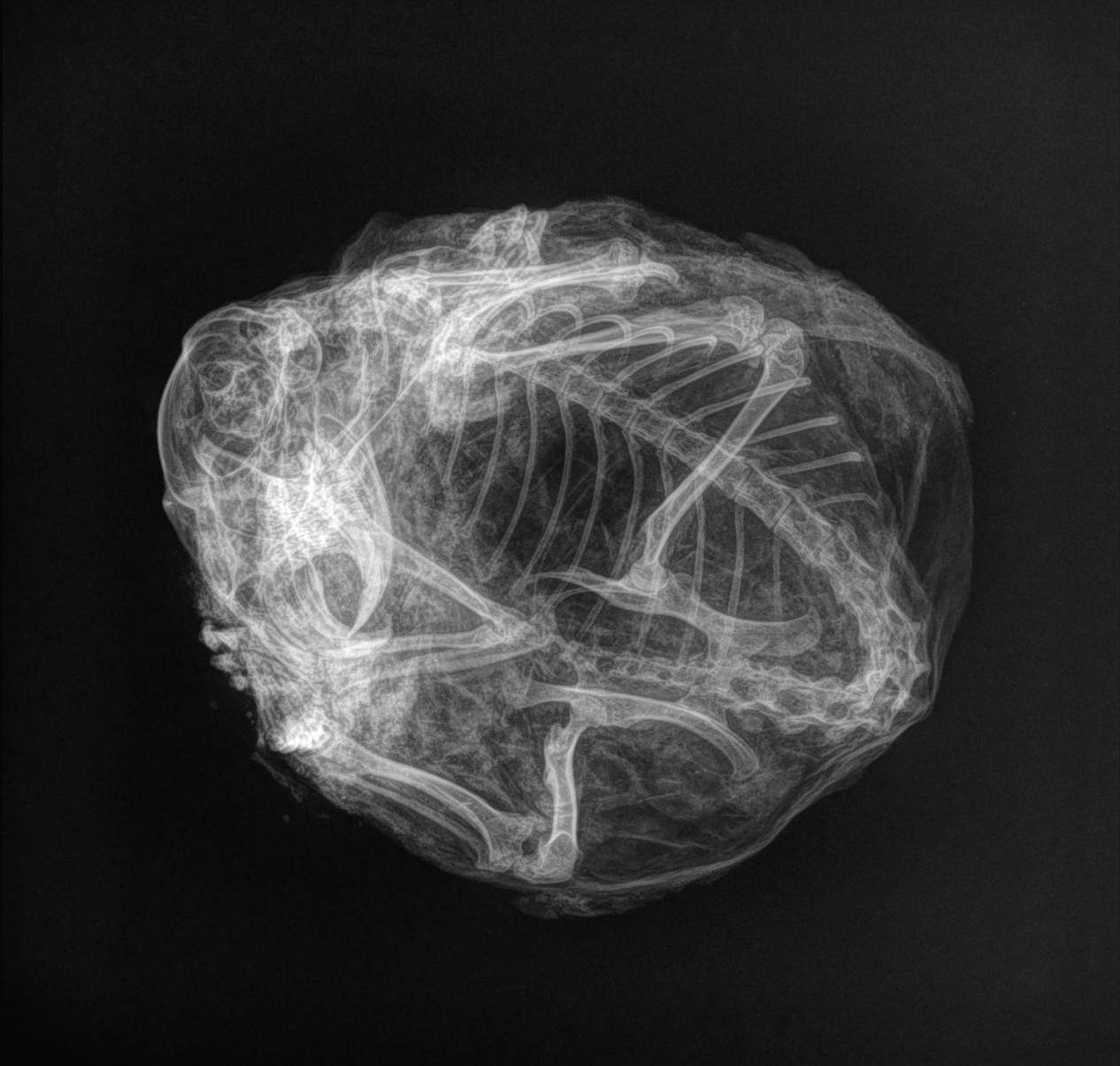 Röntgenfoto's toonden aan dat het skelet van de gemummificeerde eekhoorn intact was, zelfs na 30,000 jaar.