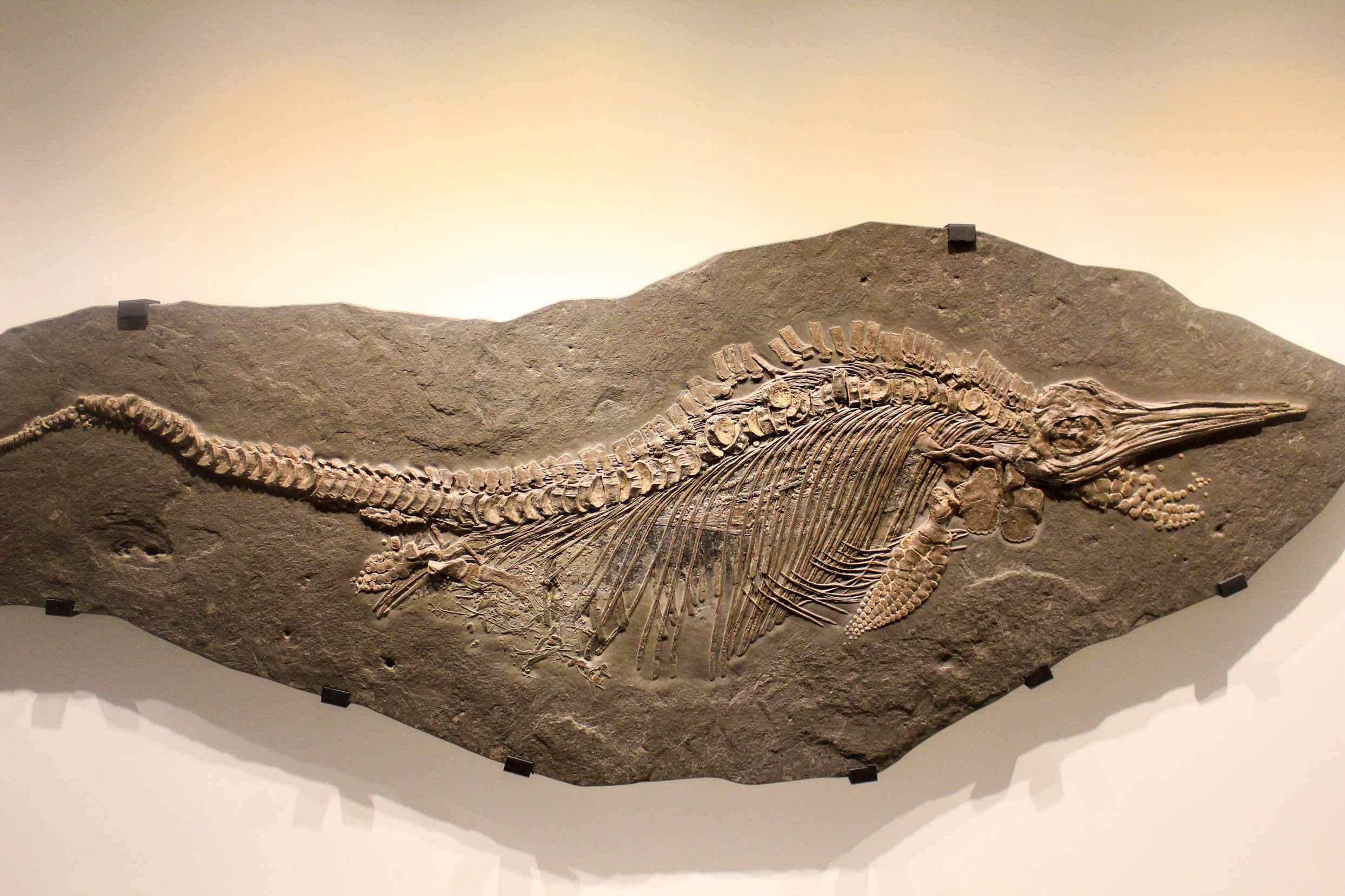 Mafupa ndi zotsalira za nyama zakale Ichthyosaur kapena shark lizard fossil