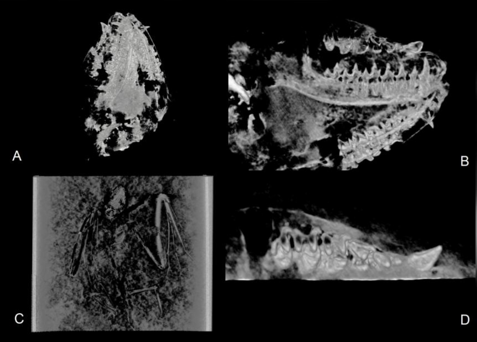 Siin on näidatud Icaronycteris gunnelli CT-visualisatsioonid, sealhulgas järgmised vaated: A) kolju ventraalne vaade; B) parema hambaravi labiaalne vaade; C) Seljavaate skelett; D) Parema ülalõualuu oklusaalne vaade.
