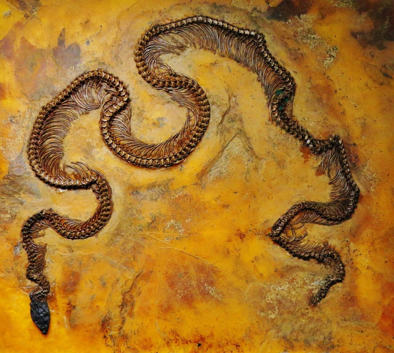 Messel Pit snake met een infrarood zicht