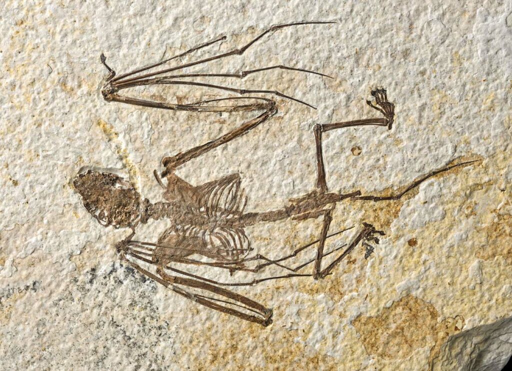 Une photo de l'un des deux squelettes de chauve-souris nouvellement décrits représentant Icaronycteris gunnelli. Ce spécimen, l'holotype, fait maintenant partie des collections de recherche de l'American Museum of Natural History.
