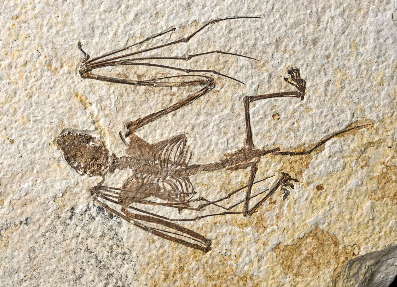 O fotografie a unuia dintre cele două schelete de lilieci nou descrise reprezentând Icaronycteris gunnelli. Acest specimen, holotipul, se află acum în colecțiile de cercetare ale Muzeului American de Istorie Naturală.