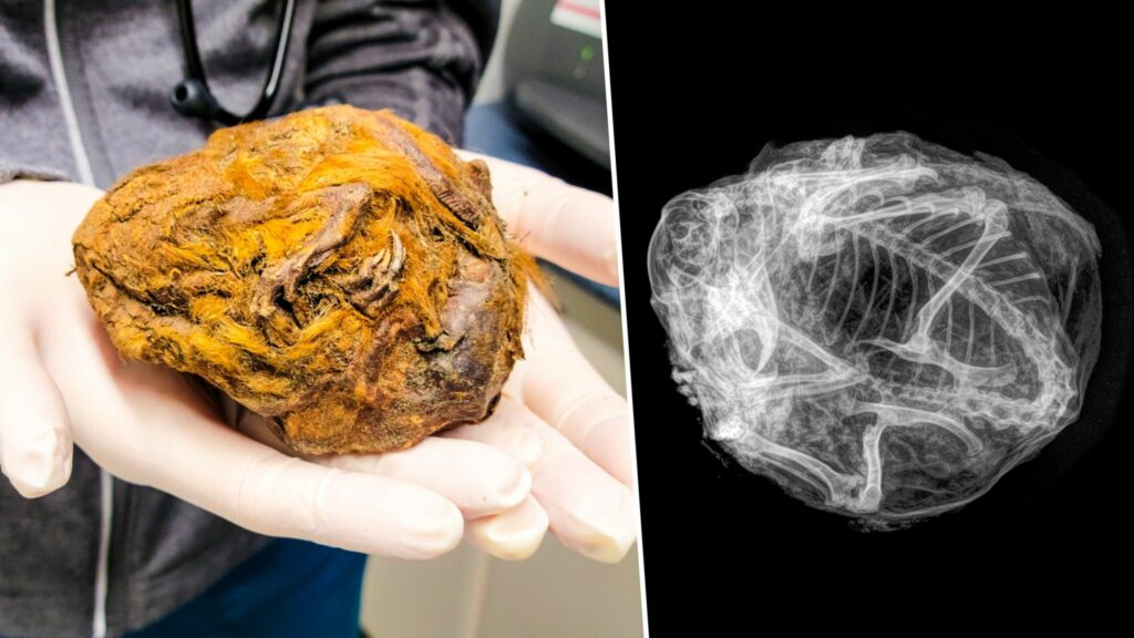 یک توپ خز مرموز به اندازه گریپ فروت معلوم شد که یک سنجاب 30,000 ساله "کاملاً حفظ شده" است.