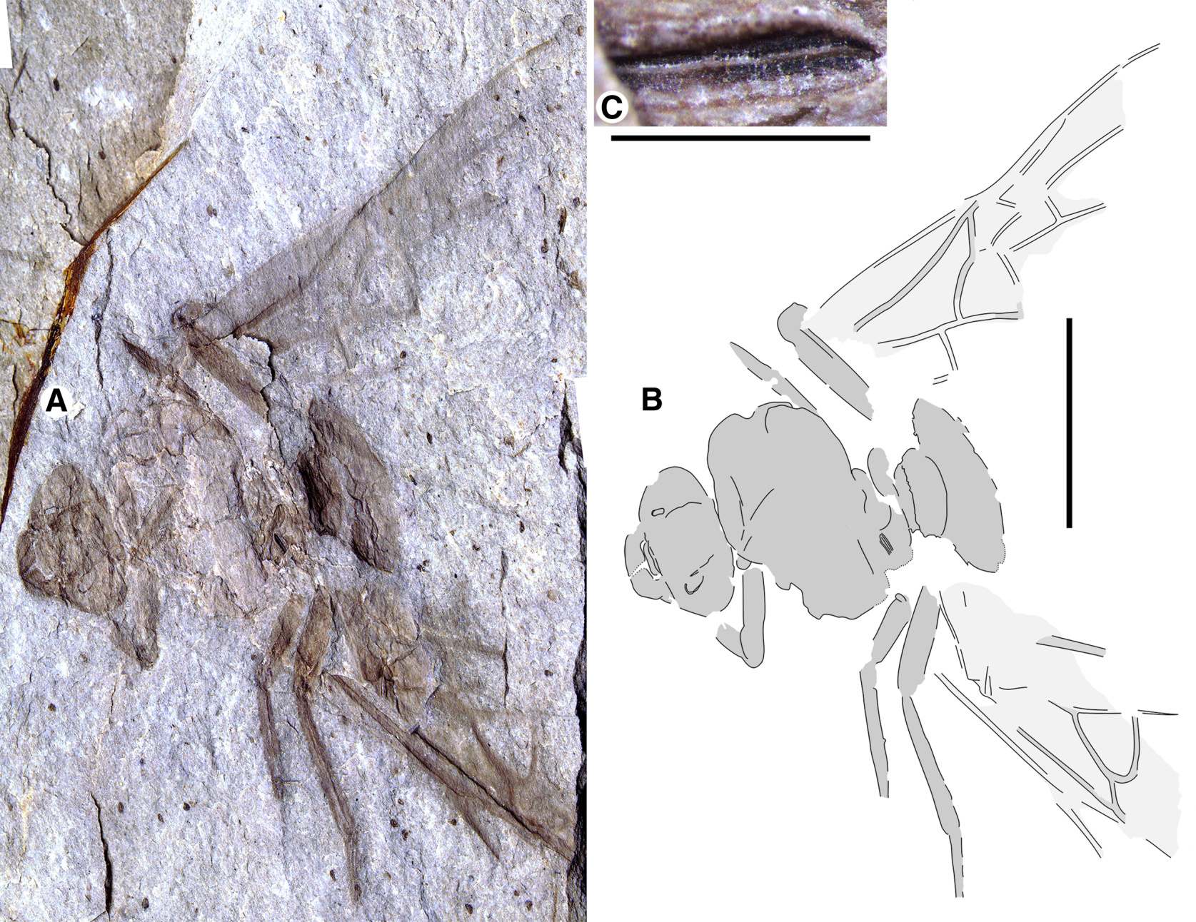 Uriașa furnică regina fosilă Titanomyrma, descoperită recent în Formația Allenby de lângă Princeton, Columbia Britanică, prima de acest fel din Canada.