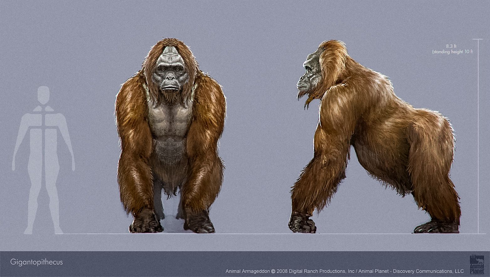 Gigantopithecus: Et kontroversielt forhistorisk bevis på Bigfoot! 5