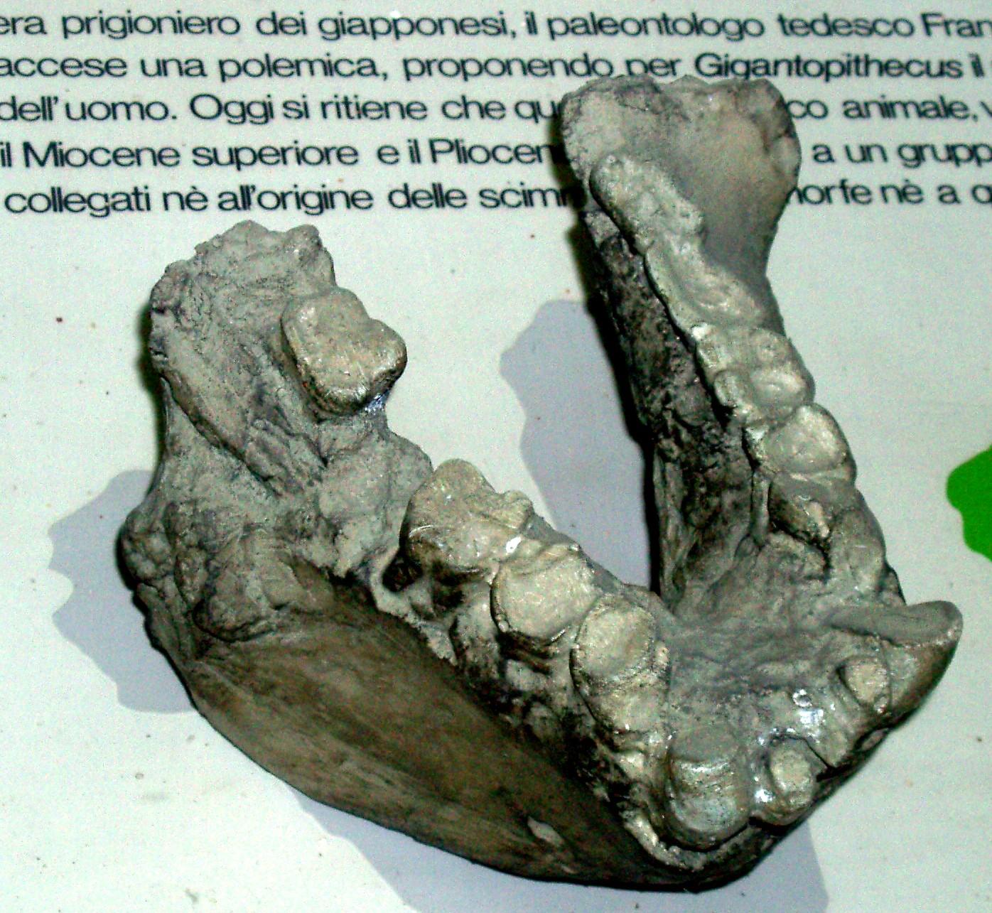 Gigantopithecus: A controversial prehistoric evidence of the Bigfoot! 3