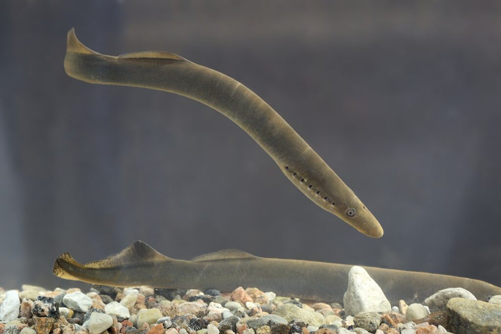 The Tully Monster – A Mysterious Prehistoric Creature From The Blue