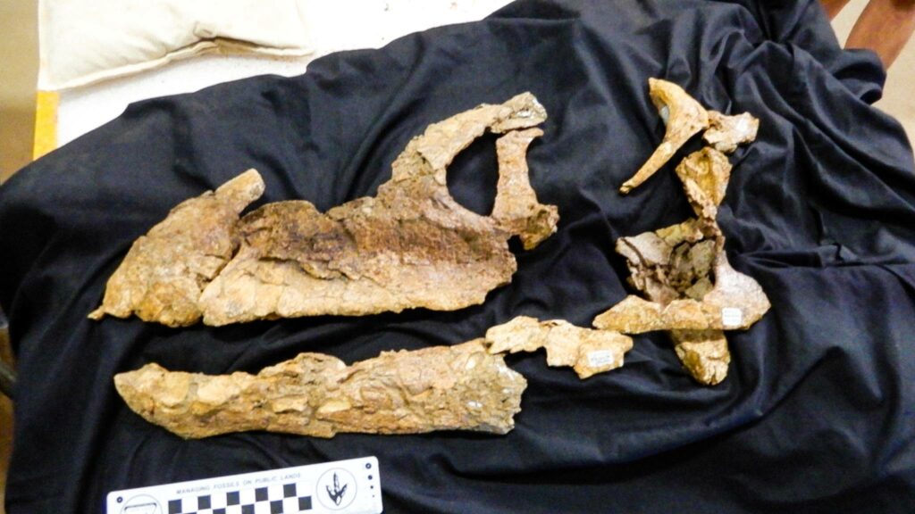 A 95-million-year-old Sauropod skull discovered in Australia 6