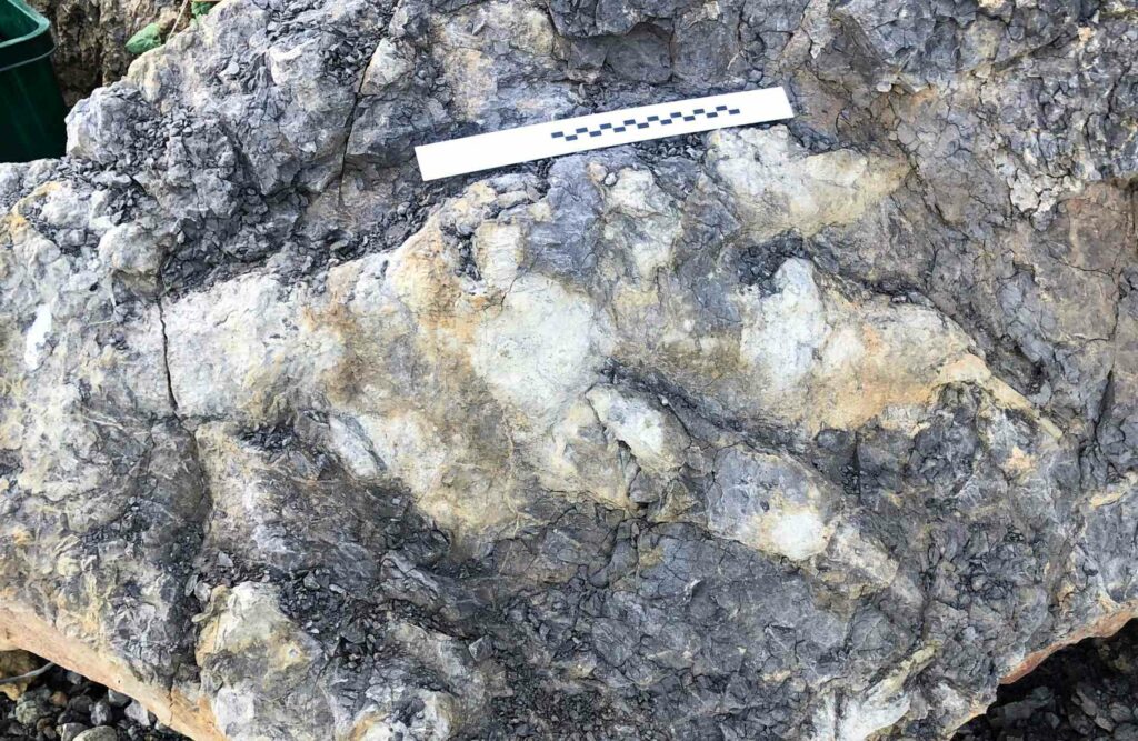 166 मिलियन वर्ष पहले एक डायनासोर द्वारा छोड़ा गया विशाल पदचिह्न यूनाइटेड किंगडम में यॉर्कशायर तट पर पाया गया था।