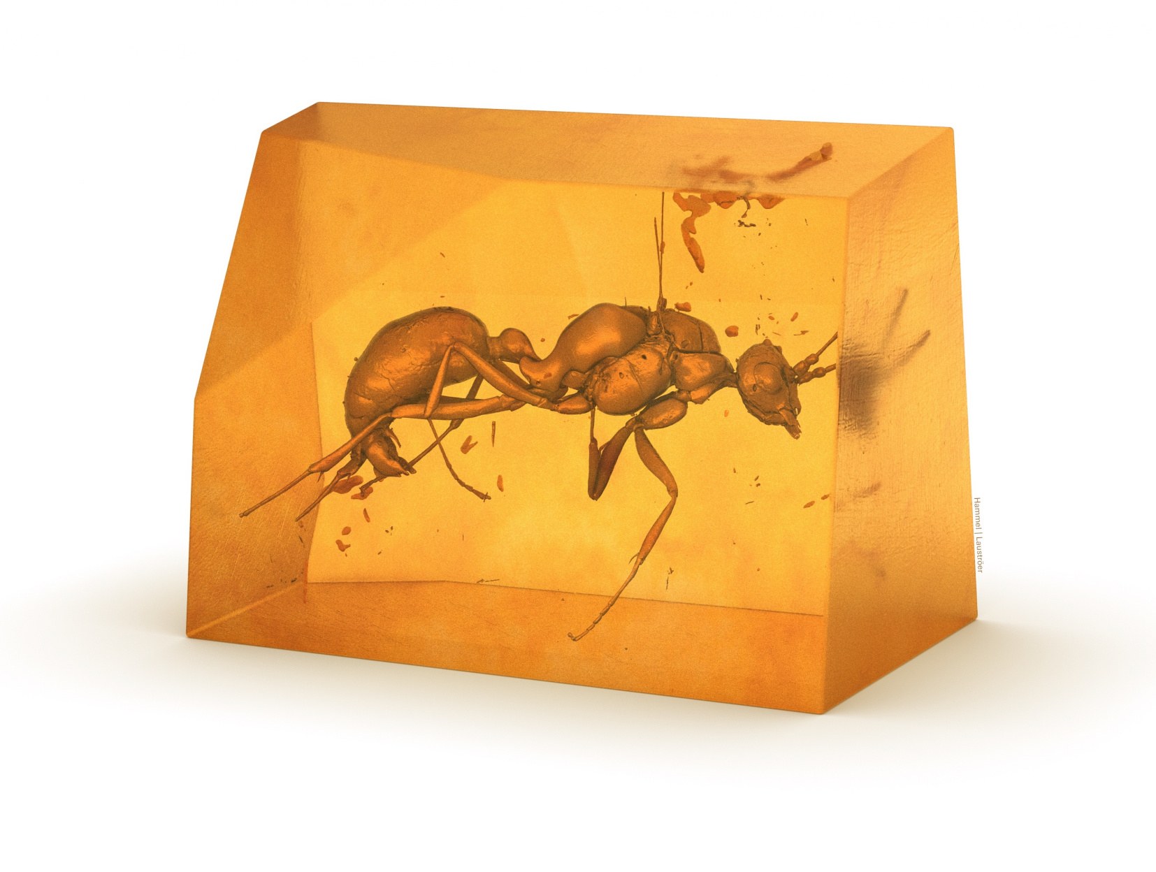 Тридимензионална слика на претходно непознатиот изумрен вид мравки.