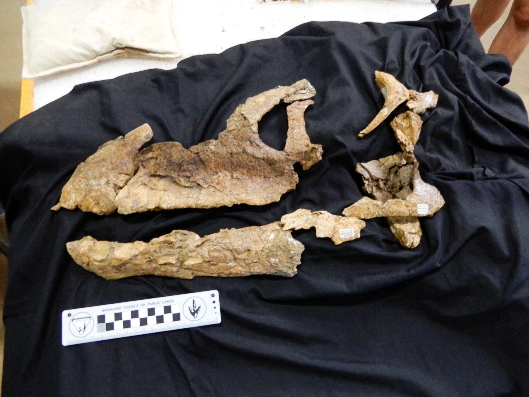 Los huesos originales del cráneo del dinosaurio saurópodo Diamantinasaurus matildae.