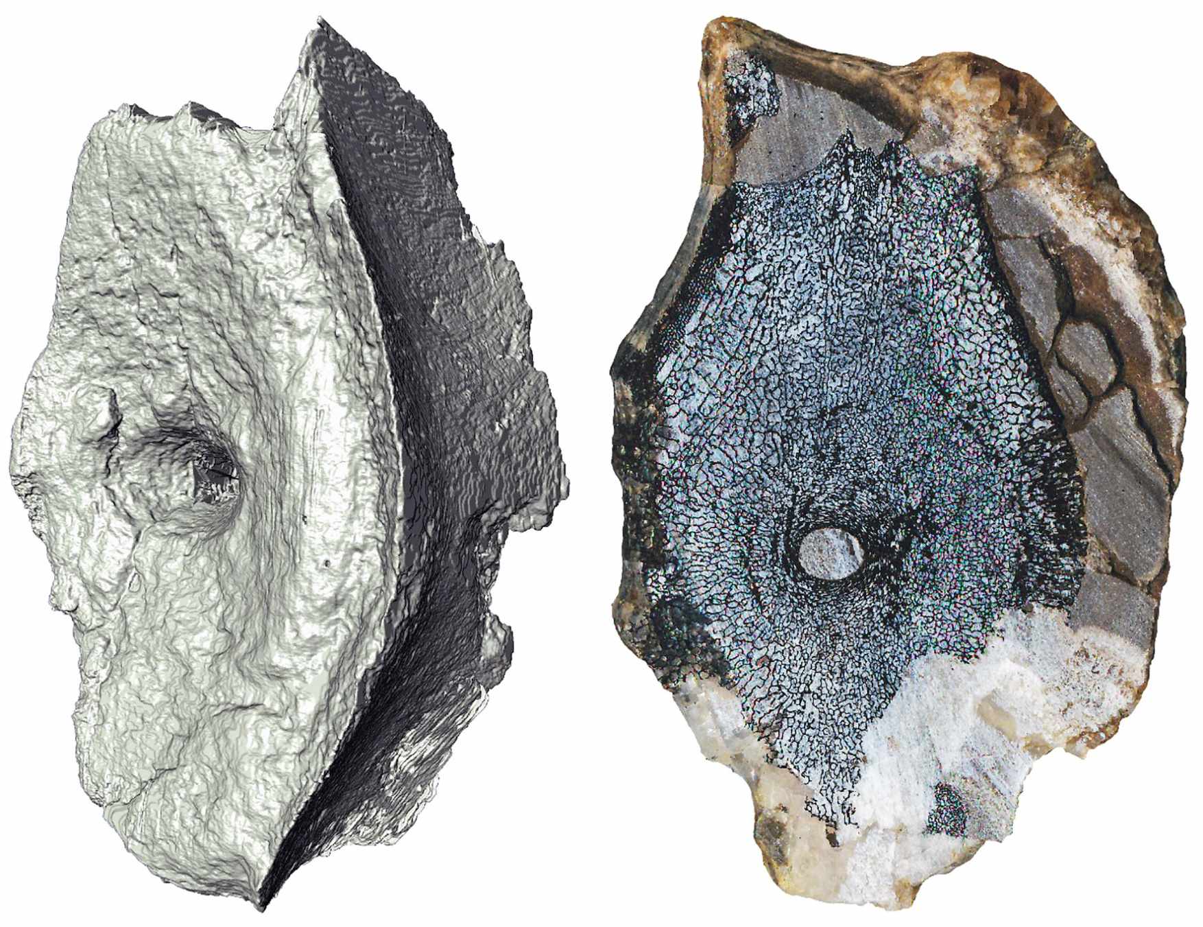 컴퓨터 단층 촬영 이미지(왼쪽)와 현생 고래처럼 해면질을 가진 어룡 척추의 내부 뼈 구조를 보여주는 단면.