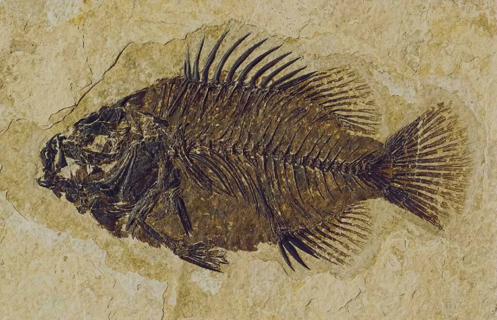 Fossilized fish discovered on the high-altitude Himalayas! 7