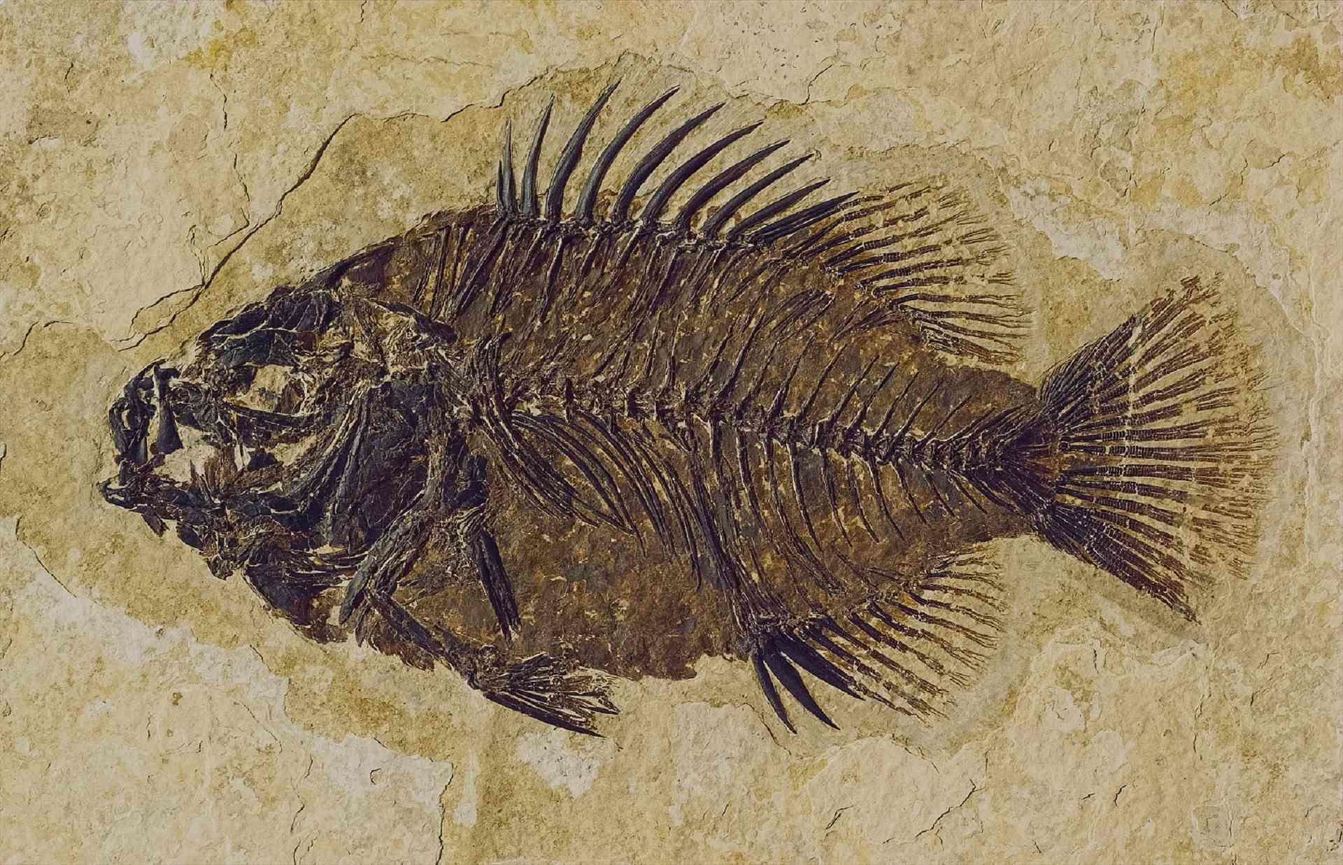 고지대 히말라야에서 발견된 화석화된 물고기! 1