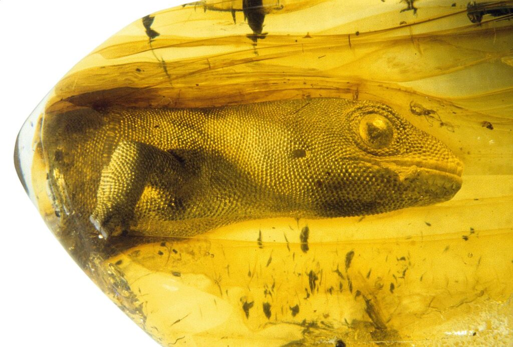 This gecko trapped in amber is 54 million years old, still looks alive! 3