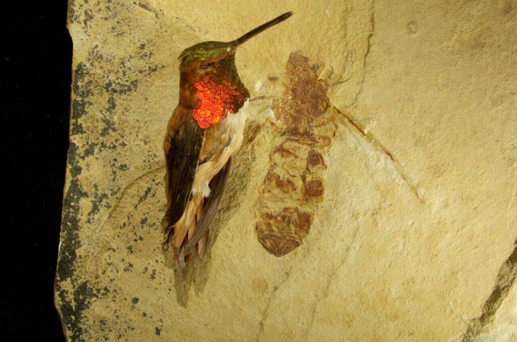 La fourmi géante éteinte fossile Titanomyrma du Wyoming qui a été découverte il y a plus de dix ans par le paléontologue de la SFU Bruce Archibald et ses collaborateurs au Denver Museum. La reine fourmi fossile est à côté d'un colibri, montrant la taille énorme de cet insecte titanesque.