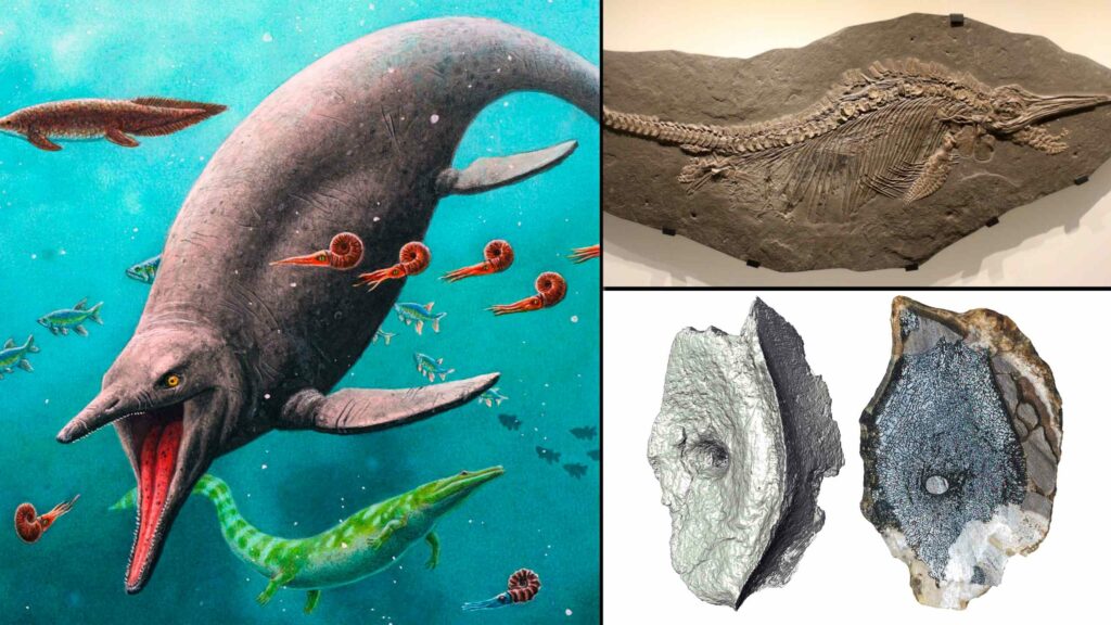 Арктика 4 аралында табылған динозавр жасындағы ең көне теңіз бауырымен жорғалаушы