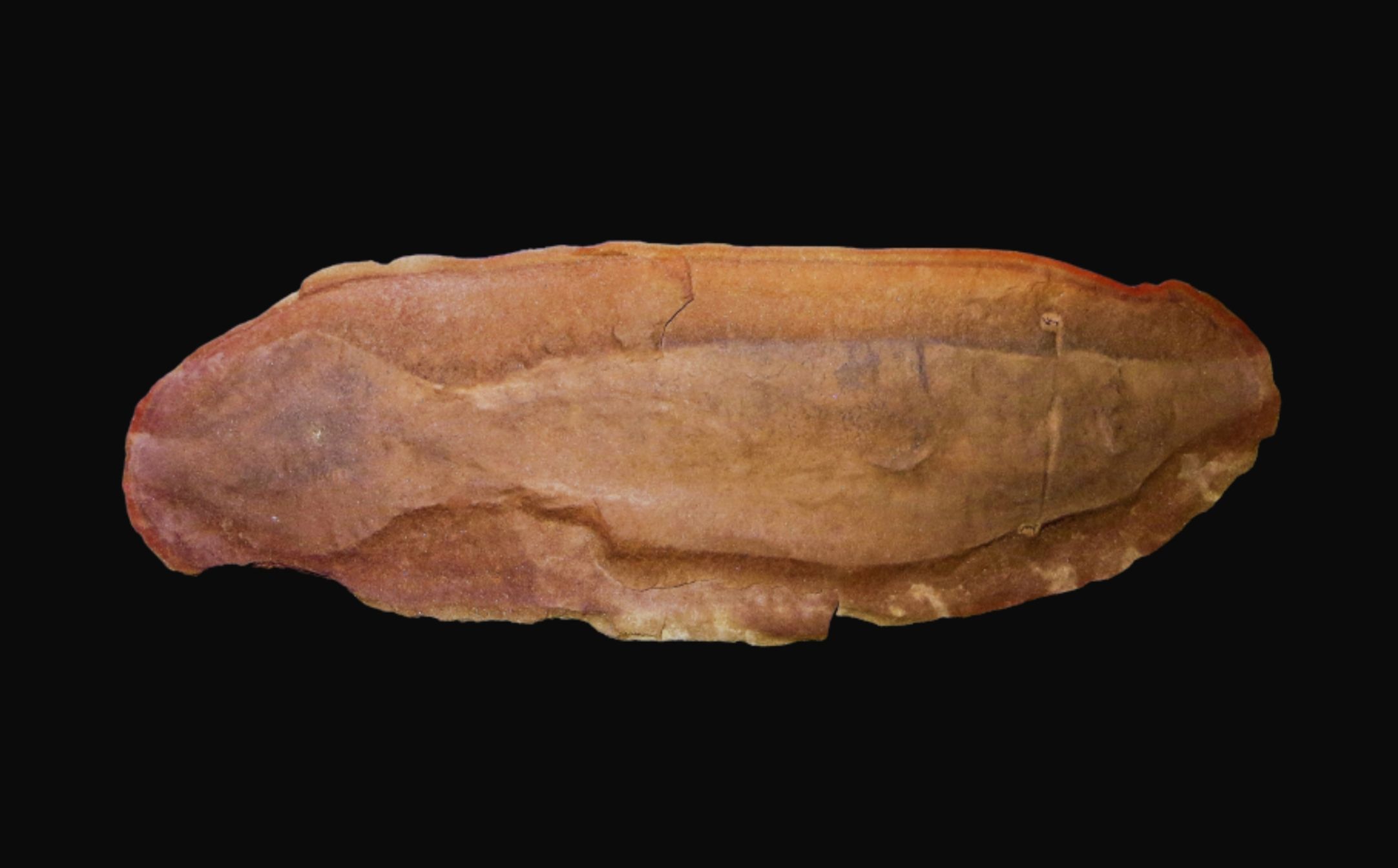 ಟುಲ್ಲಿ ಮಾನ್ಸ್ಟರ್ - ನೀಲಿ 1 ರಿಂದ ನಿಗೂಢ ಇತಿಹಾಸಪೂರ್ವ ಜೀವಿ