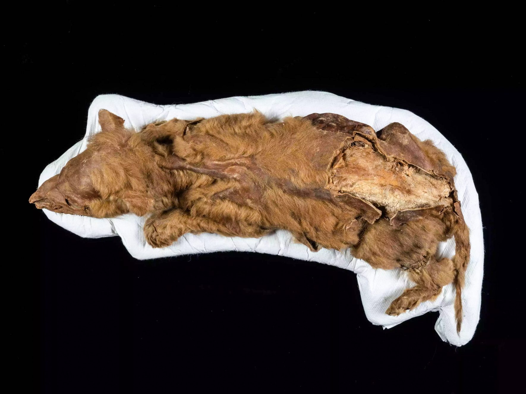 En gammel ulvehvalp blev fundet perfekt bevaret i permafrost i Yukon, Canada.