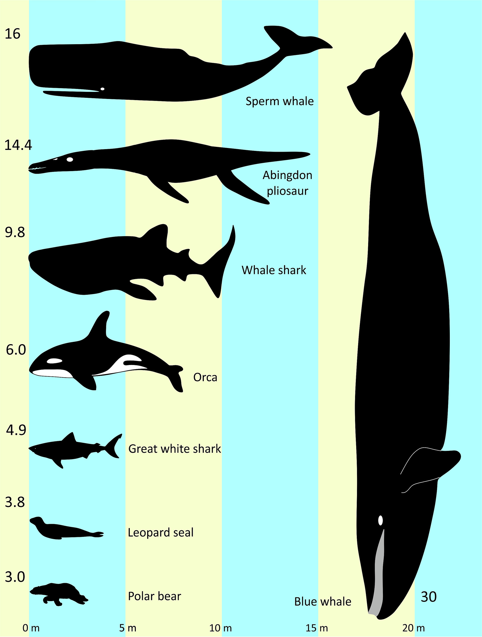 Diagramma, kurā Abingdona pliozaurs tiek ievietots "skaistuma konkursā" ar virkni jaunāko ūdens un daļēji ūdens mugurkaulnieku, lai parādītu kopējos ķermeņa izmērus.