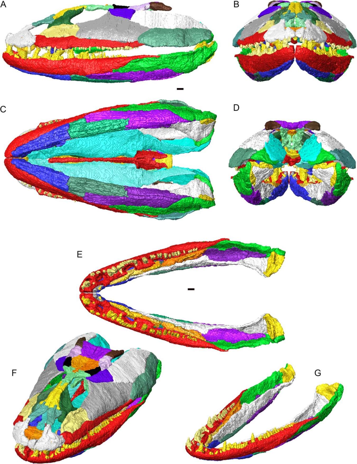 Pembinaan semula 3D tengkorak dan rahang bawah Crassigyrinus scoticus dalam artikulasi. Tulang individu ditunjukkan dalam warna yang berbeza. A, pandangan sisi kiri; B, pandangan hadapan; C, pandangan perut; D, pandangan belakang; E, rahang bawah bersendi (tiada tengkorak) dalam pandangan dorsal; F, tengkorak dan rahang bawah dalam pandangan serong dorsolateral; G, rahang bawah yang diartikulasikan dalam pandangan serong dorsolateral.