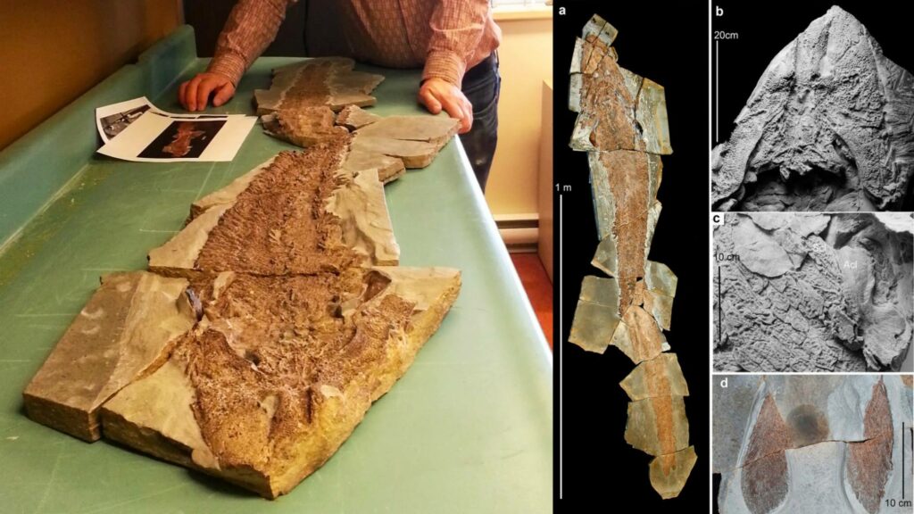 Ancient fish fossil reveals evolutionary origin of the human hand 5